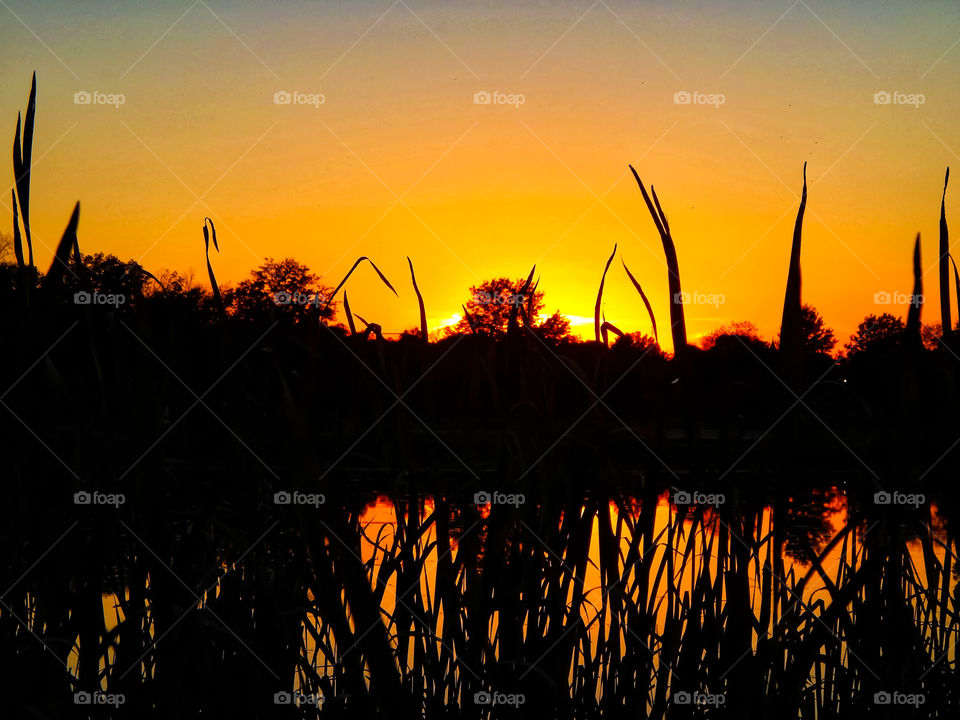 Golden Evening Sunset Through The Weeds