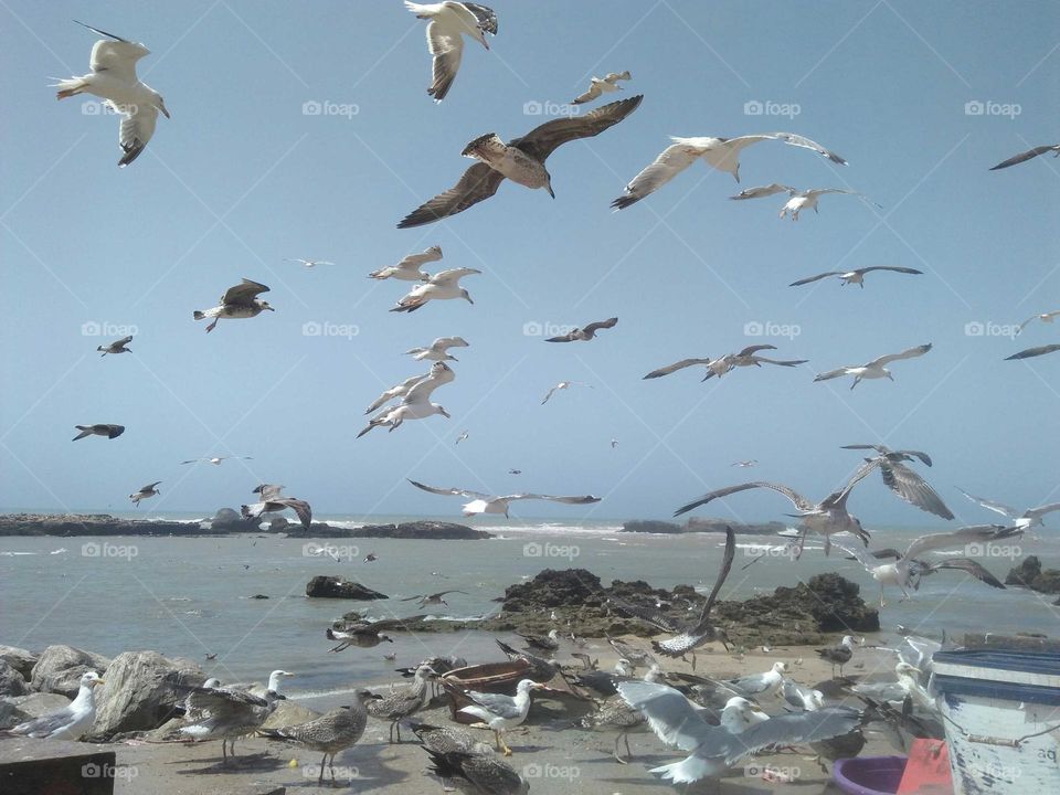 Beautiful and nice moment with flying seagulls at essaouira city in Morocco.