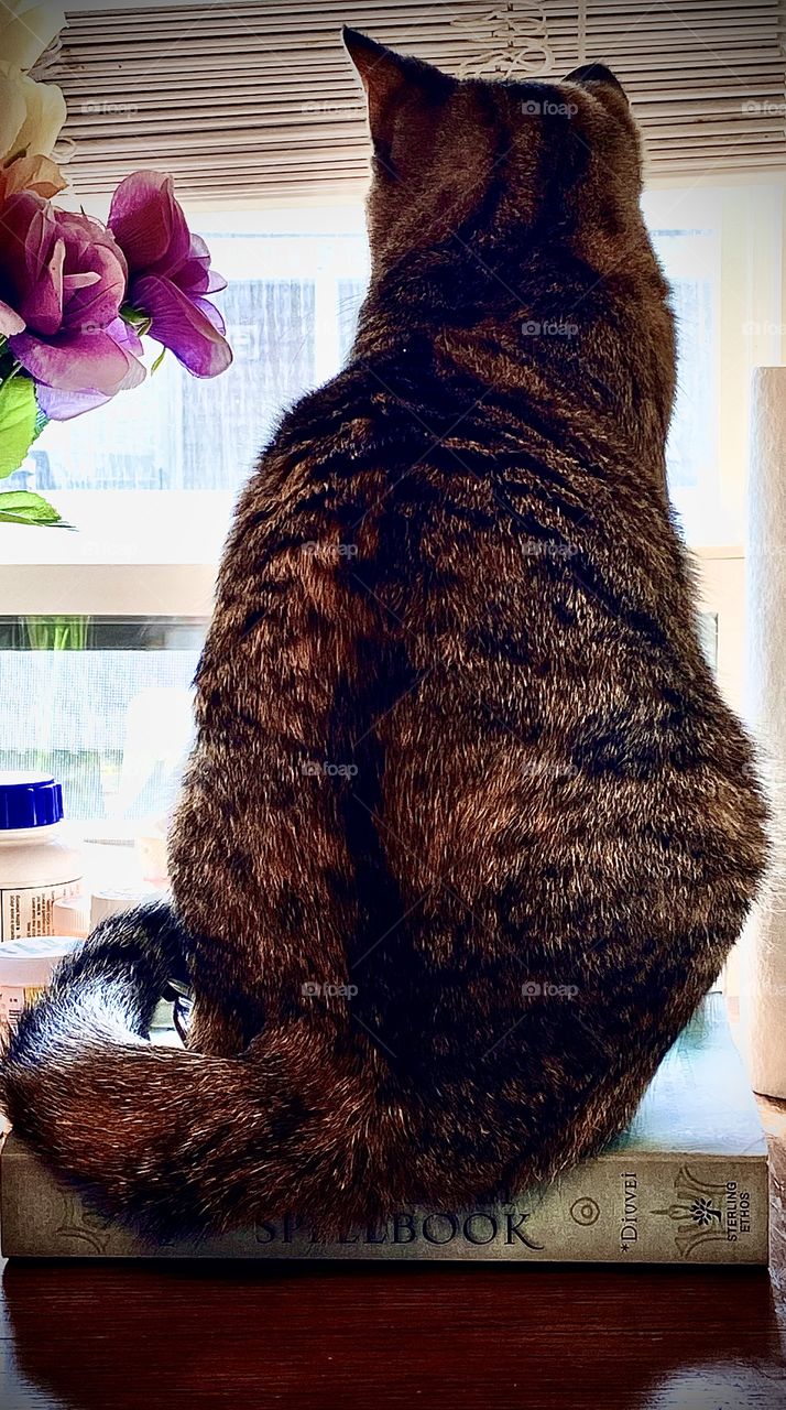 Kitten on a magic book