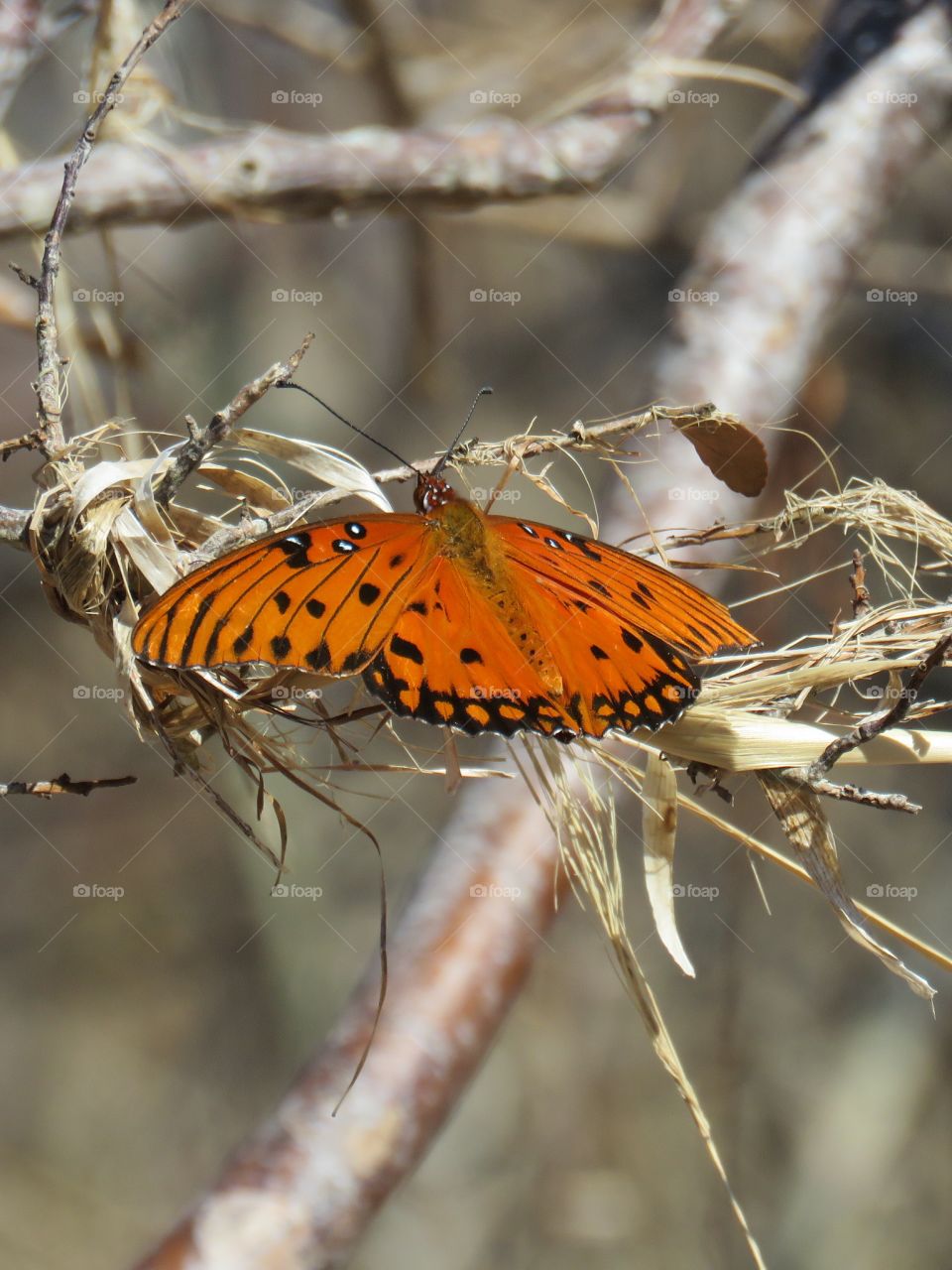 Gulf Fritillary