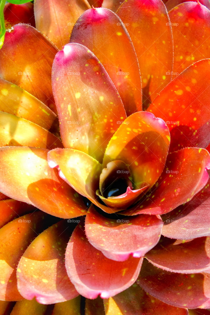 Plant 🌱 flower 🌺 in Indonesia. 