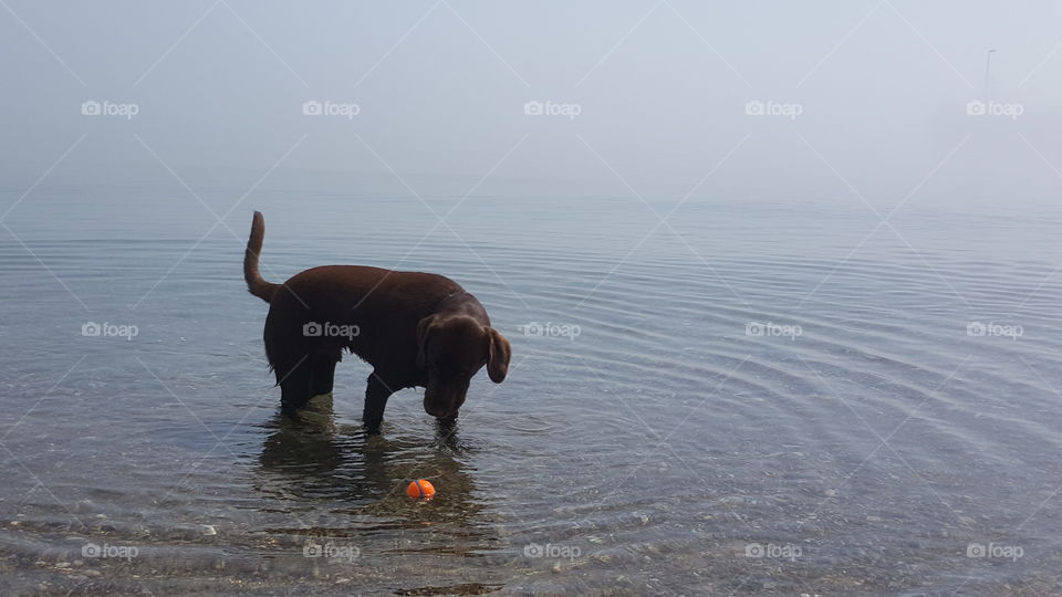 Chocolate Lab wading in the lake with his ball