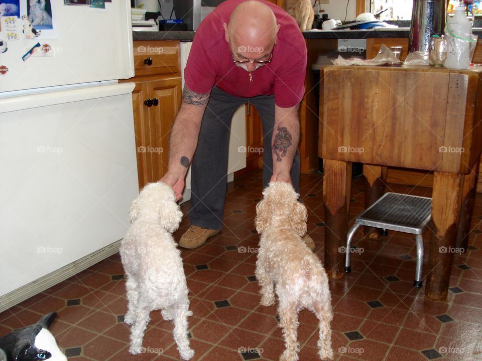 Poodles getting treats at the same time!