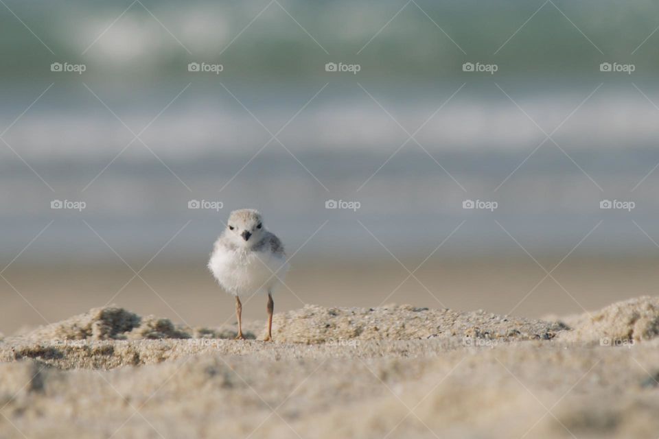 Young Piping plover 