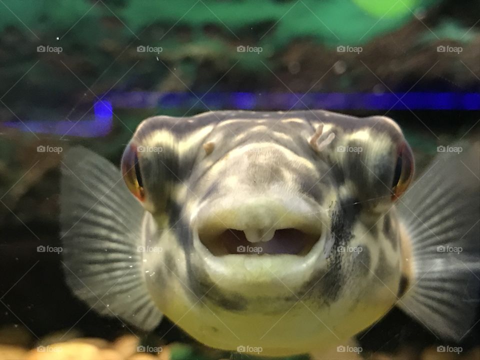 Puffer fish micro shot