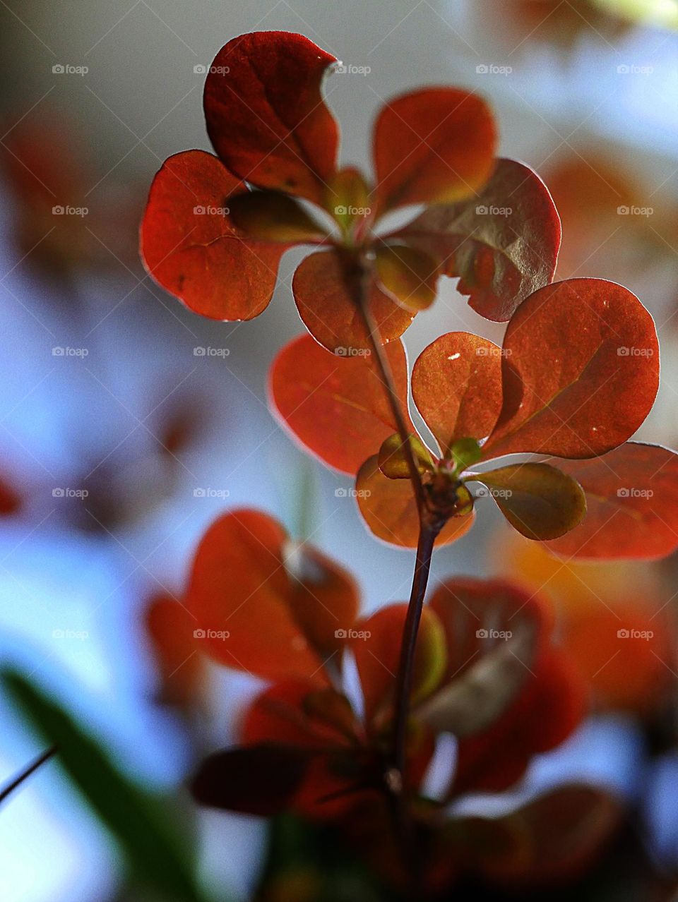 red leaves