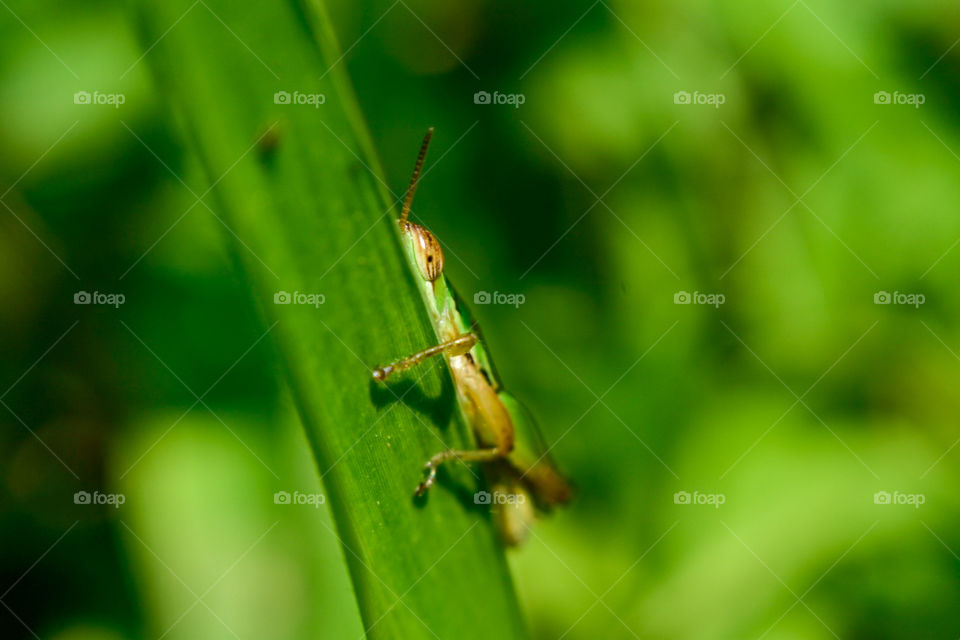 eye of a grasshopper