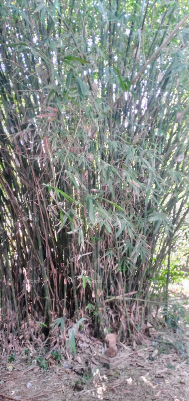 Bamboo