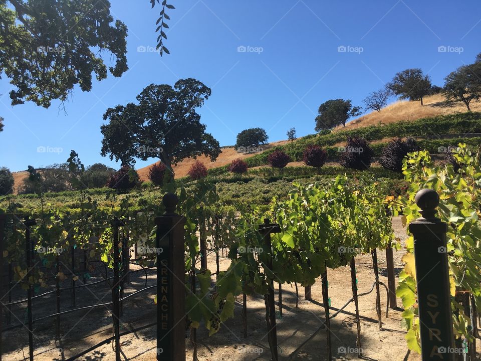 Vineyard 