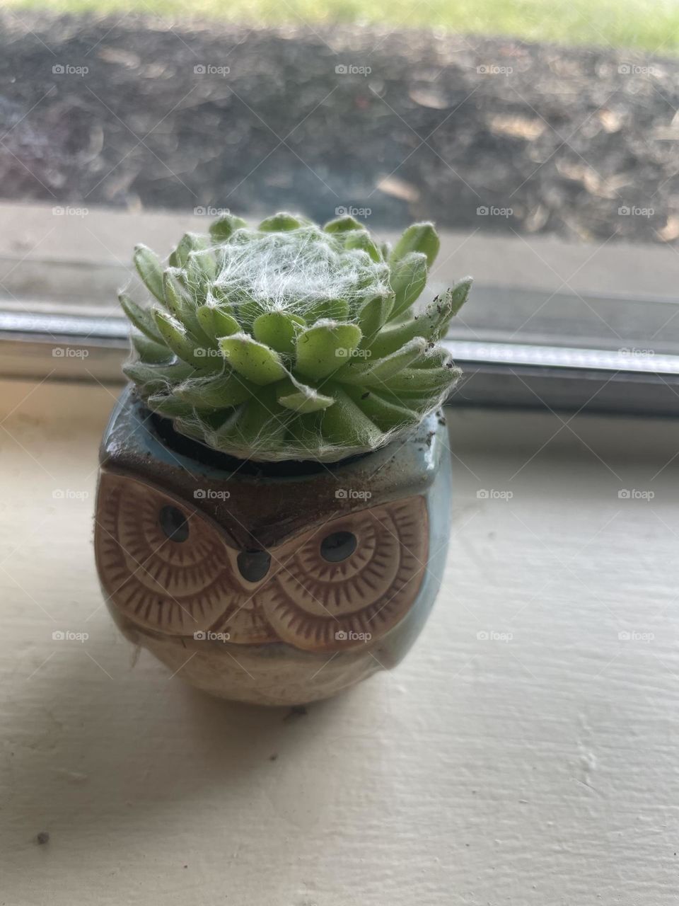 Happy baby plant in an owl planter