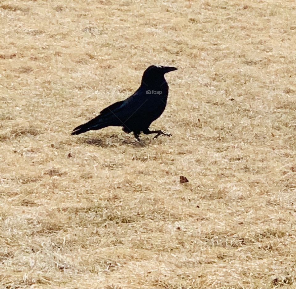 Crow on the ground 