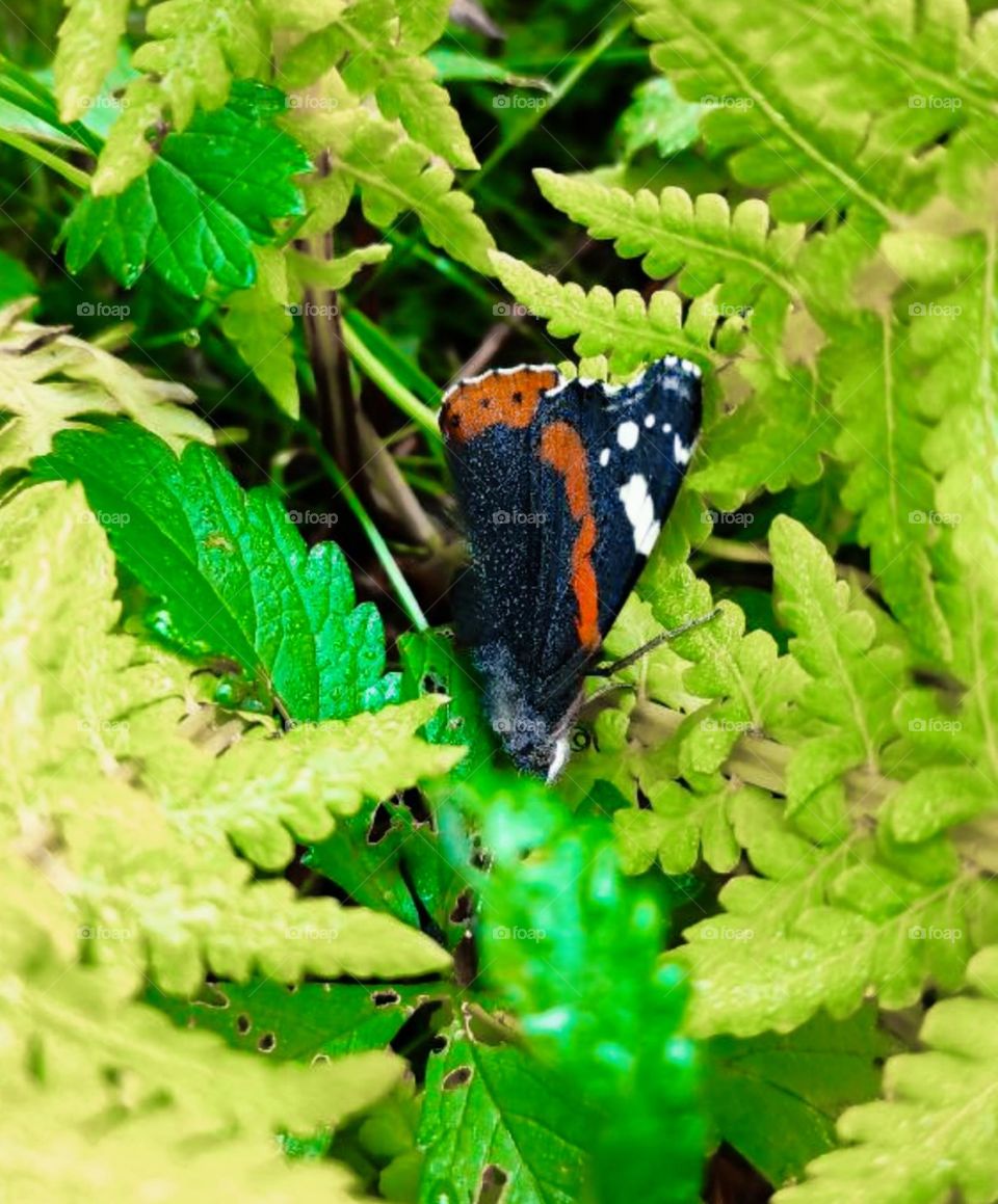 The Butterfly On Fern Sheet