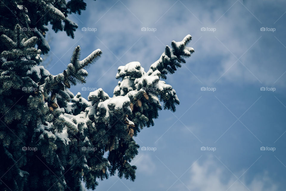 close up view of blue spruce covered with snow