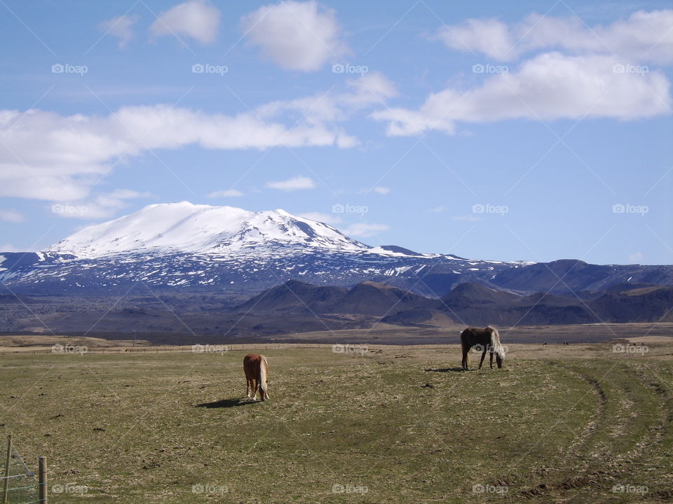 Horses with volcano in background