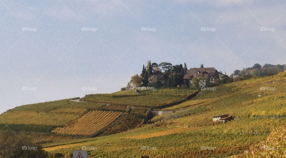 win what by swisstraveler