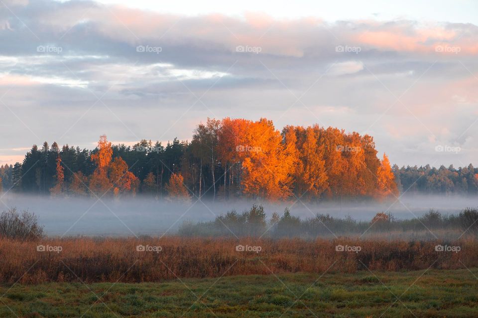 Misty autumn morning