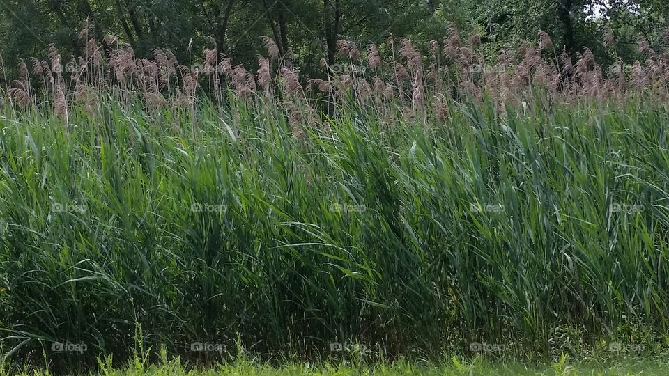 Cat tails. Nichwagh Lake, South Lyon, MI