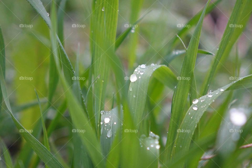 rain on grass