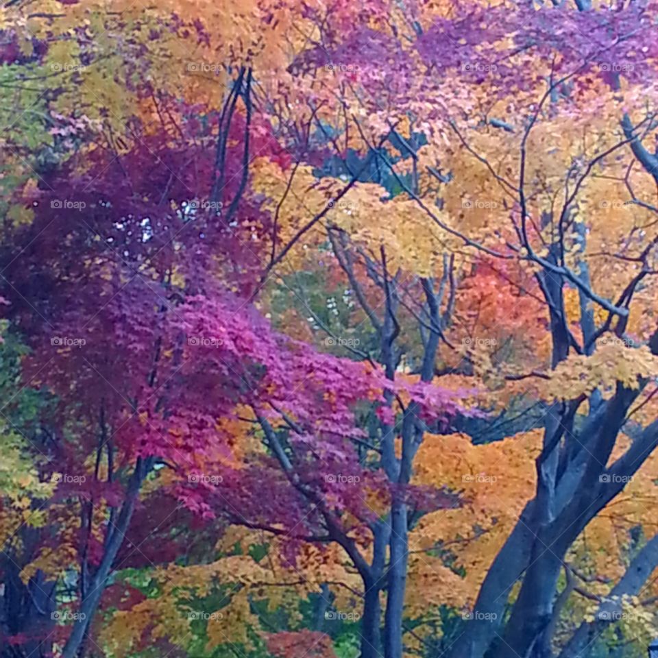 Tree, Landscape, Nature, Park, Fall