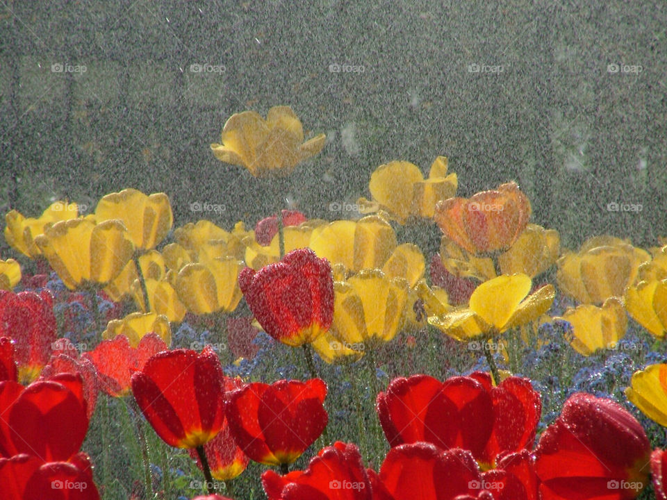 garden raindrops lluvia flores by antoredo