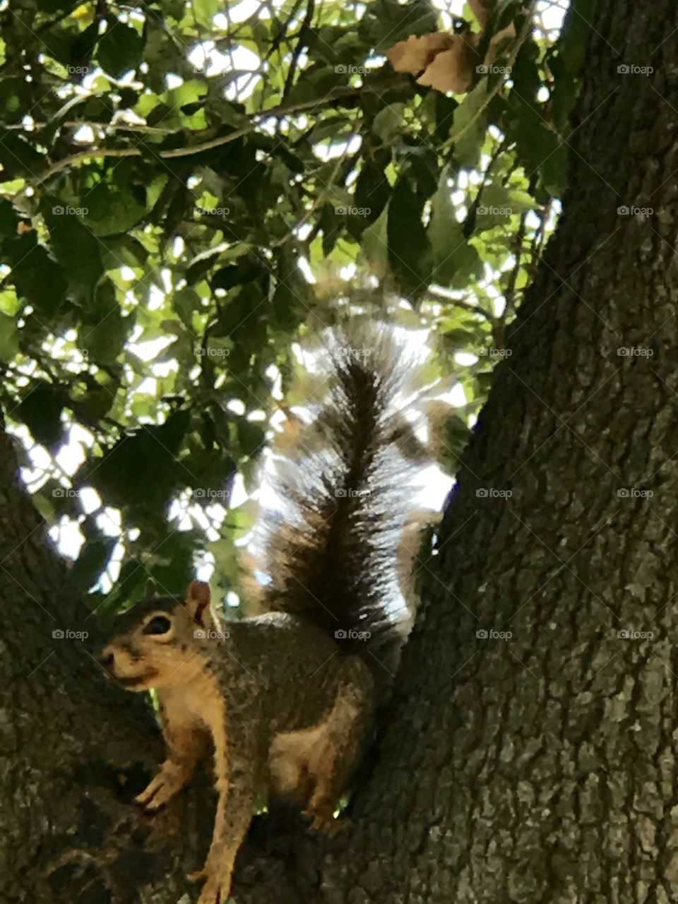 Squirrel 