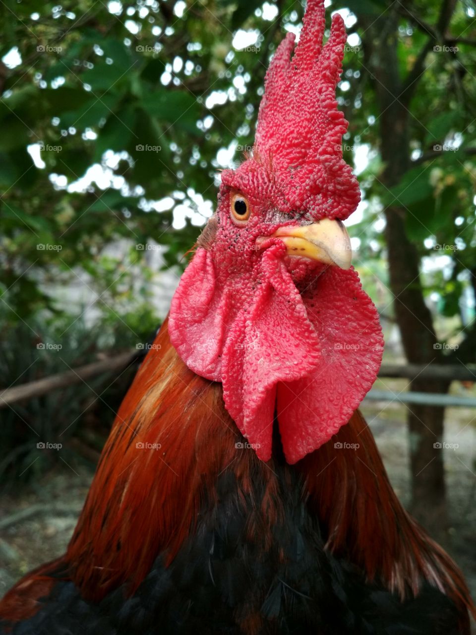 Cock
