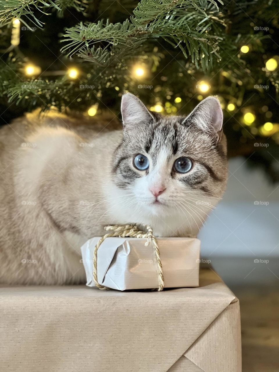 Portrait of a cat in Christmas 