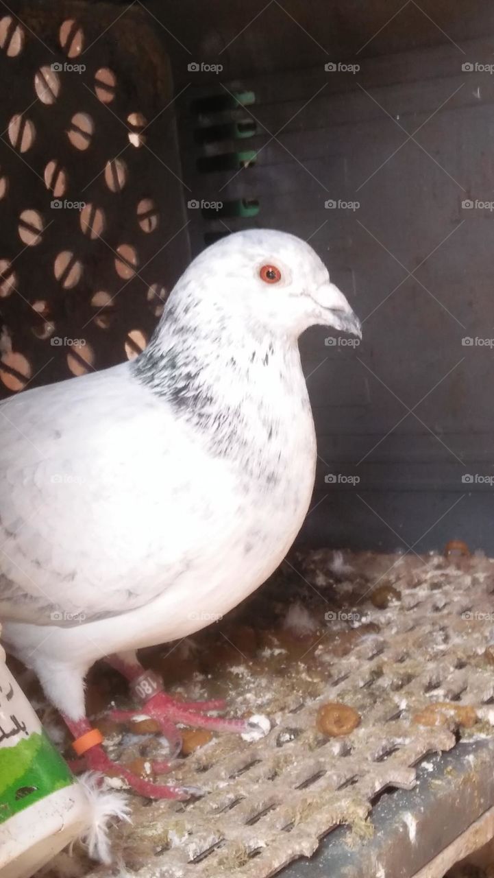 beautiful white pigeon nest.