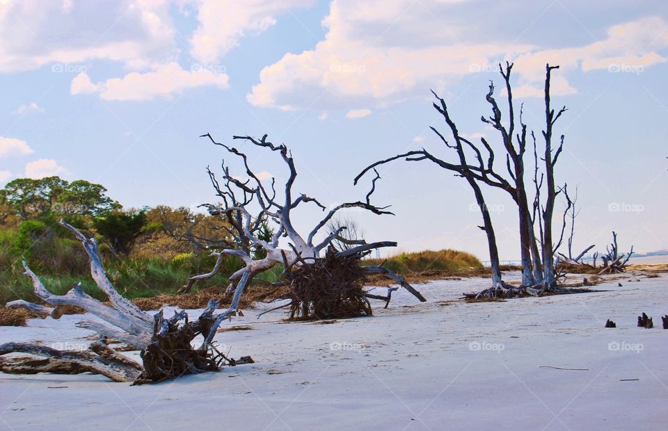 Forest of driftwood trees