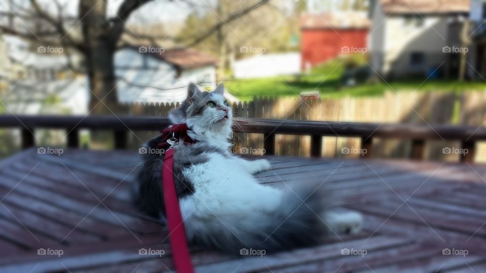 Chagall takes in the Spring Air