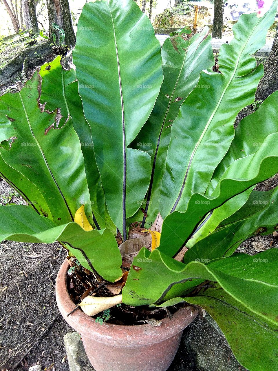wild plant family of Anthurium plowmanii ruffled. refreshing and nice looking at your backyard