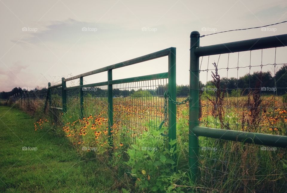 Wildflowers Taking Over