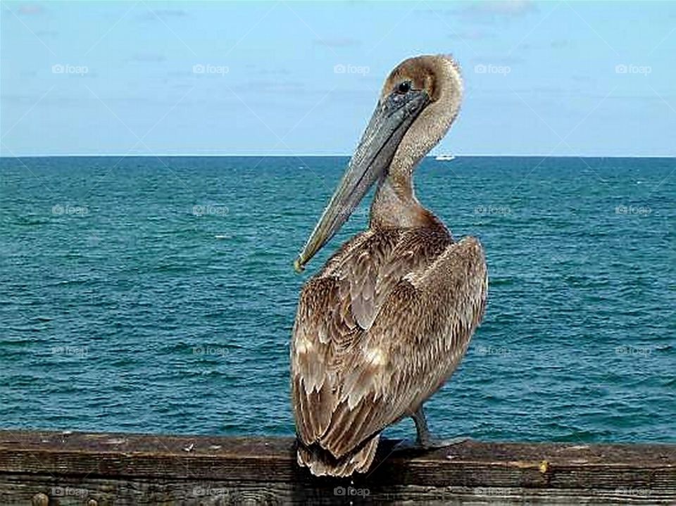 Brown Pelican Looking