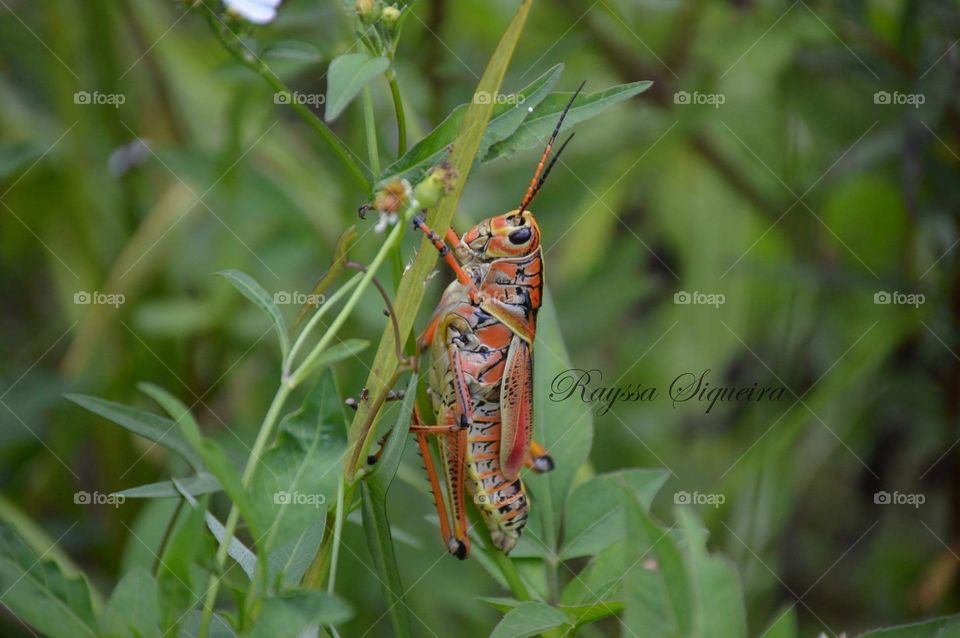 Grasshopper ❤️