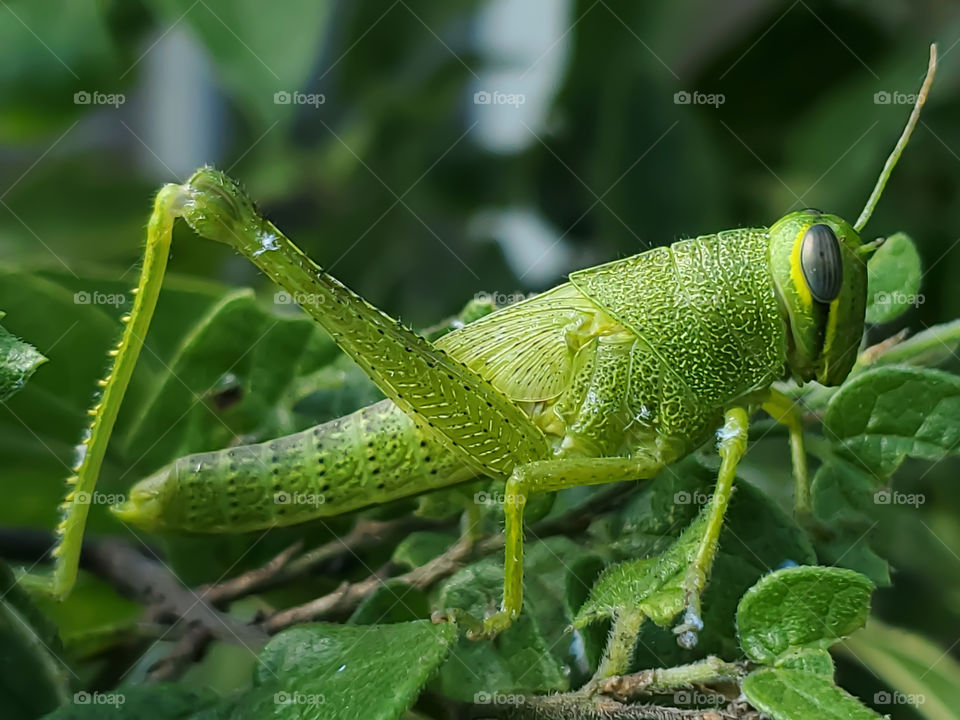 Green grasshopper with white pesky aphids on it.