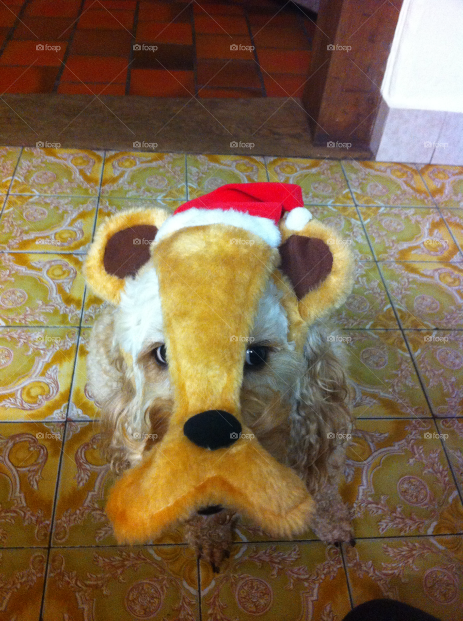 dog home bailey raindeer by eewilliams