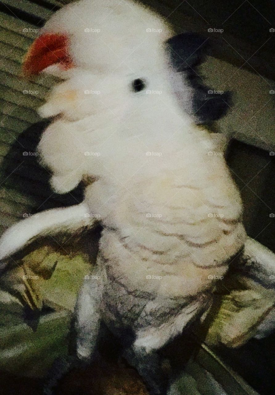 Cockatoo Parrot 
