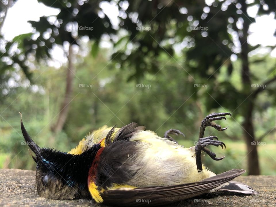 dead birds