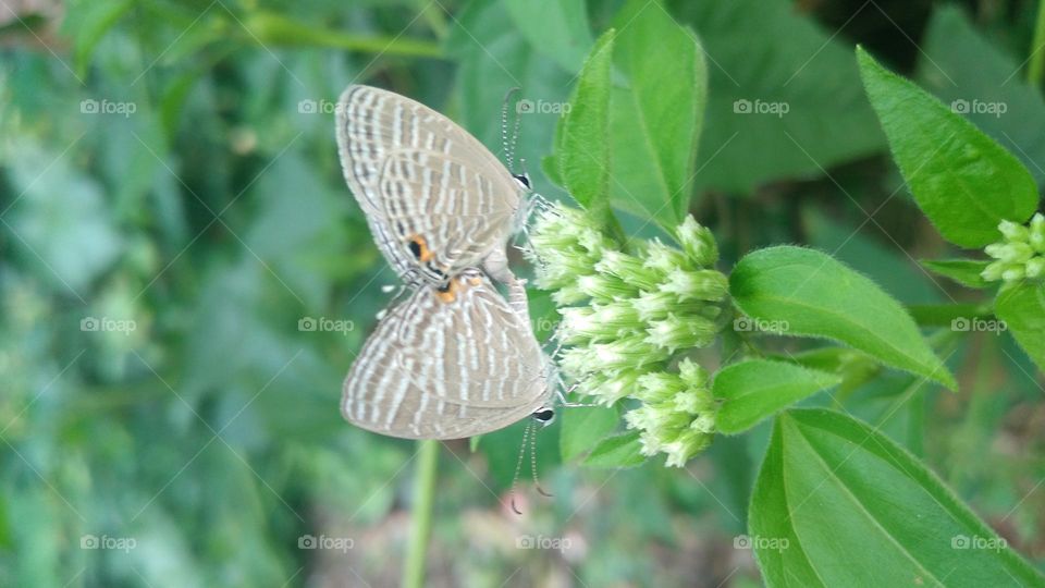A pair of little butterflies making love on a blooming flower