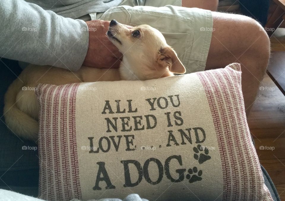 Love and a Dog