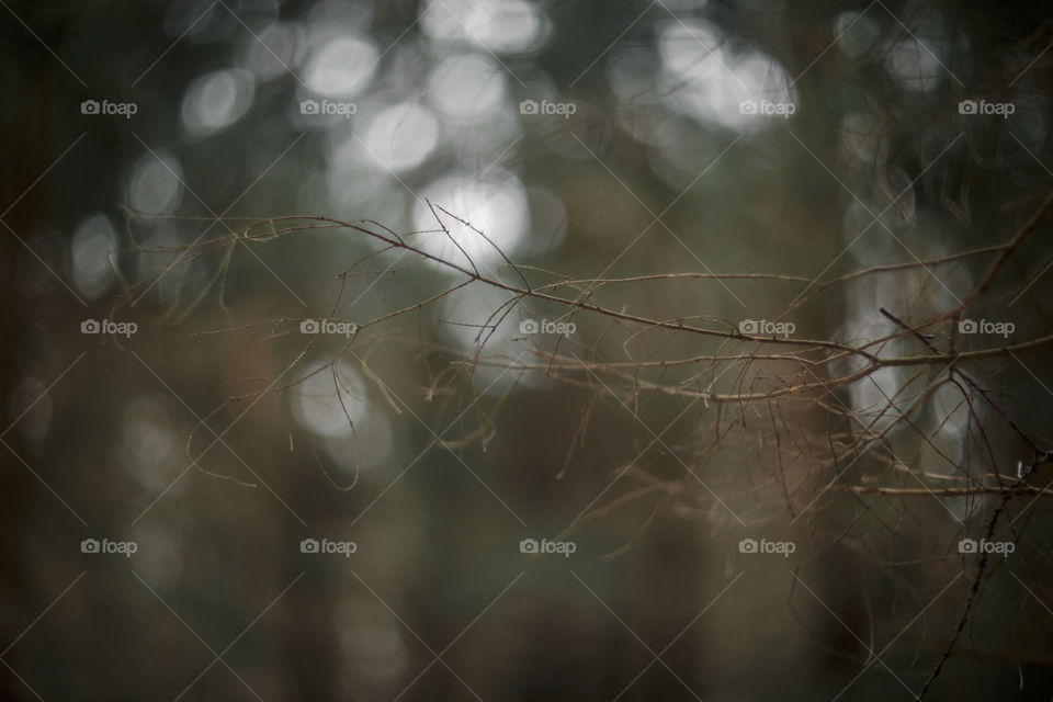 Nature forest details by manual Helios lens