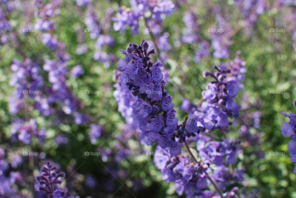 Purple flowers 