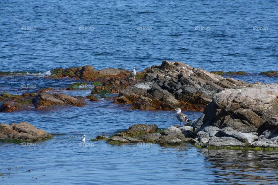 Seagull