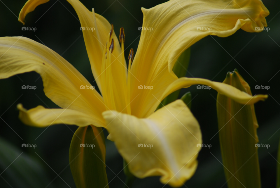yellow flower macro azores by shanthib