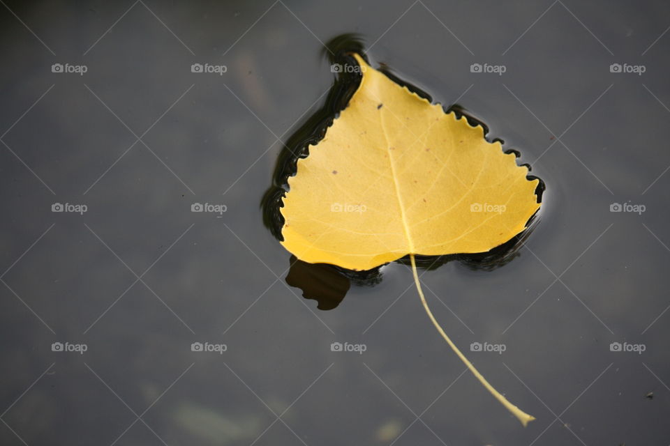 Yellow poplar leaf in the water