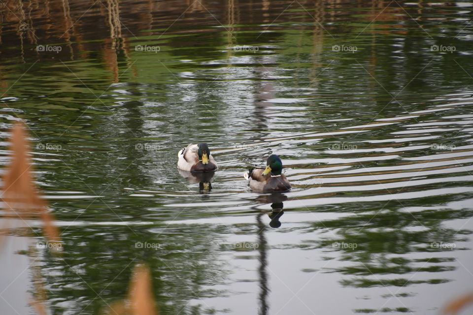 mallard ducks in reed pond