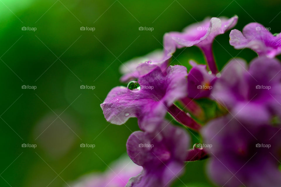 green nature pink flower by t_wethand