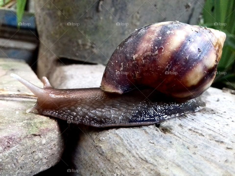 snail