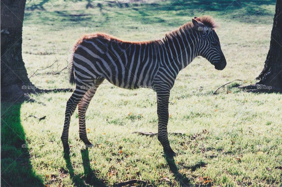 Zebra at Fossil Rim Preserve Texas