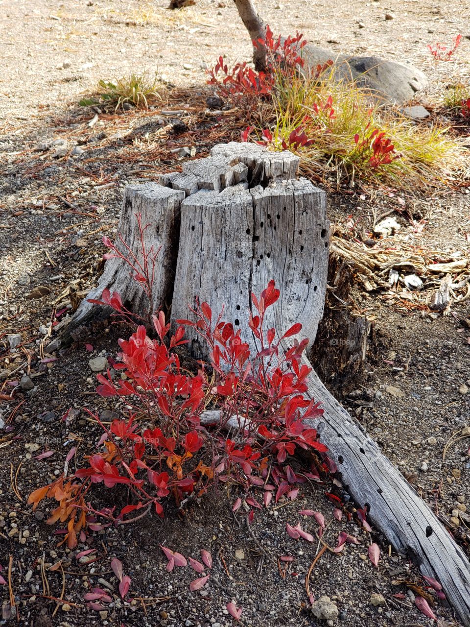 Brilliant fall colors of a landscape on the shores of Elk Lake in Oregon’s Cascade Mountains